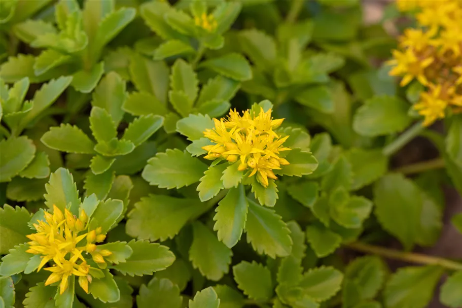 Sedum floriferum 'Weihenstephaner Gold'