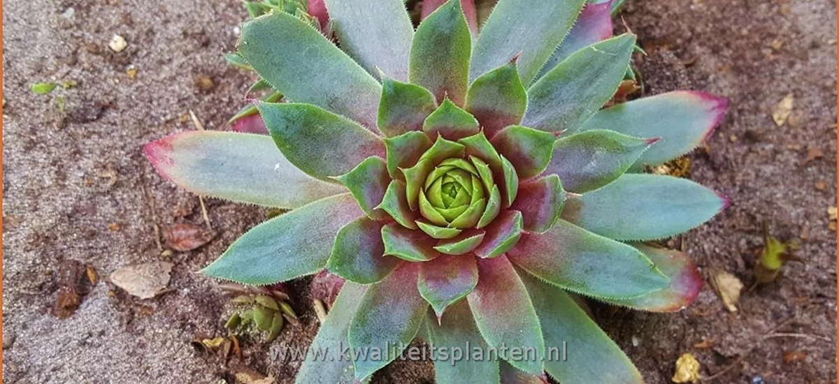 Sempervivum 'Lipari'