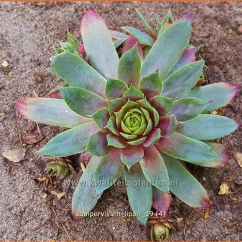 Sempervivum 'Lipari'