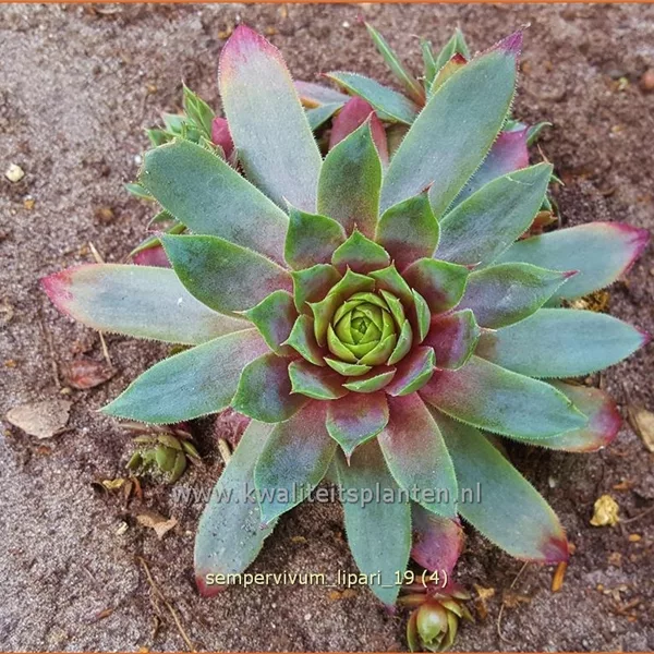 Sempervivum 'Lipari'