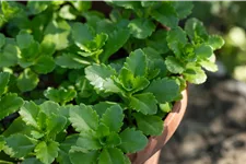 Sedum floriferum 'Weihenstephaner Gold'