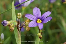 Sisyrinchium angustifolium 'Lucerne'