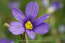 Sisyrinchium angustifolium 'Lucerne'