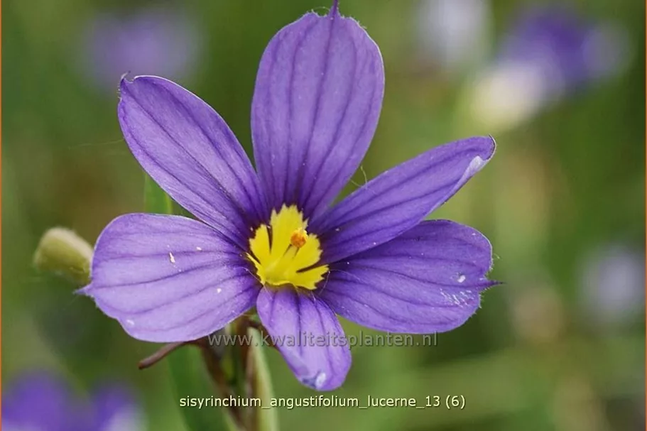 Sisyrinchium angustifolium 'Lucerne'