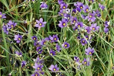 Sisyrinchium angustifolium 'Lucerne'