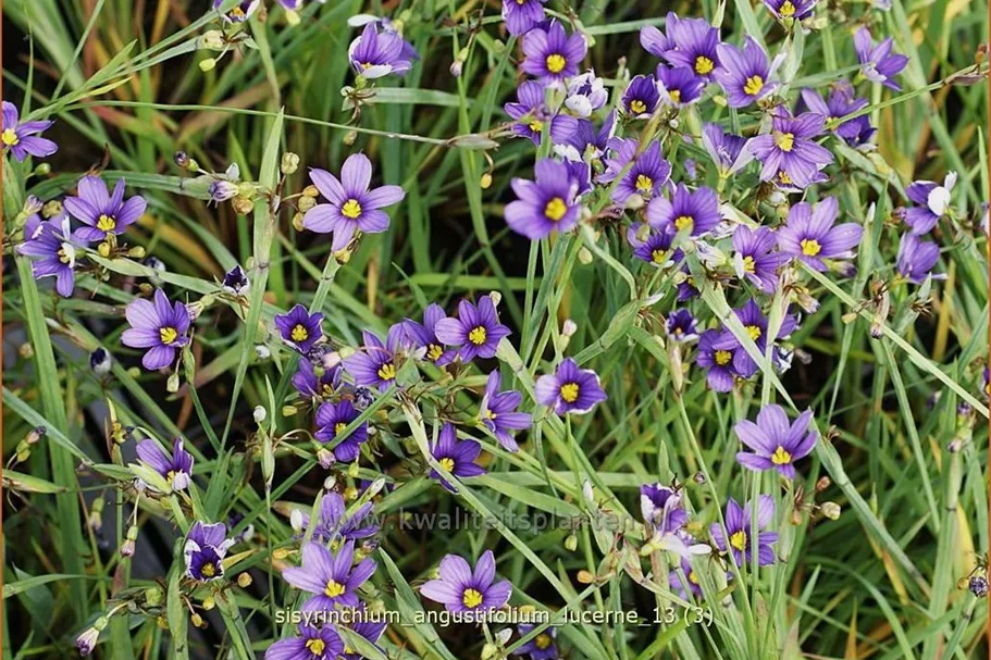 Sisyrinchium angustifolium 'Lucerne'