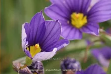 Sisyrinchium angustifolium 'Lucerne'