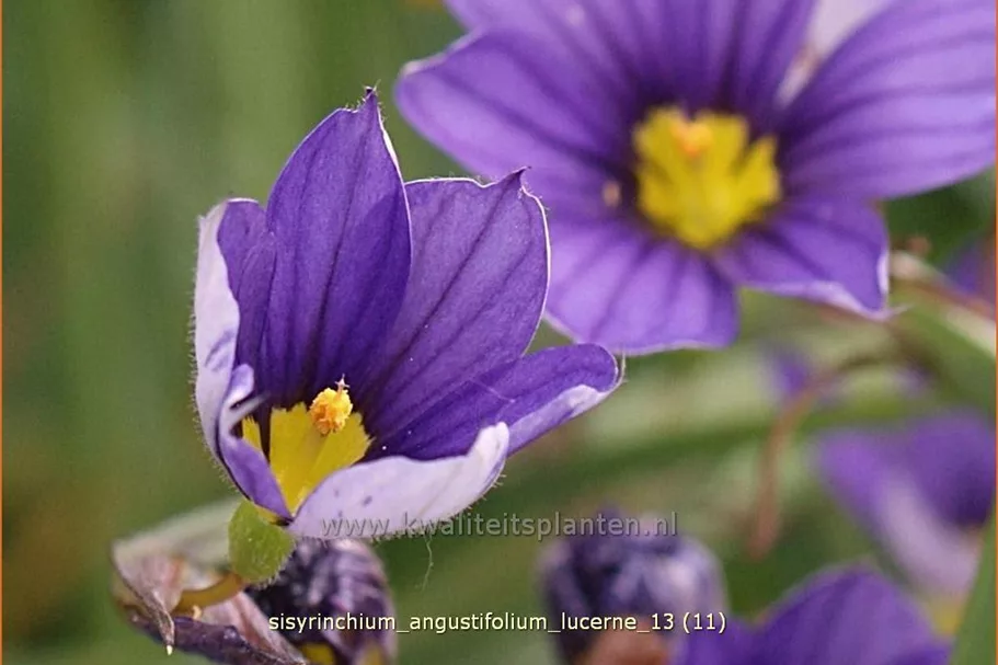 Sisyrinchium angustifolium 'Lucerne'
