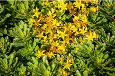 Sedum floriferum 'Weihenstephaner Gold'