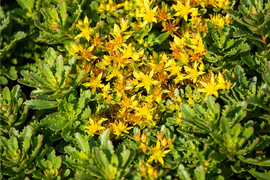 Sedum floriferum 'Weihenstephaner Gold'