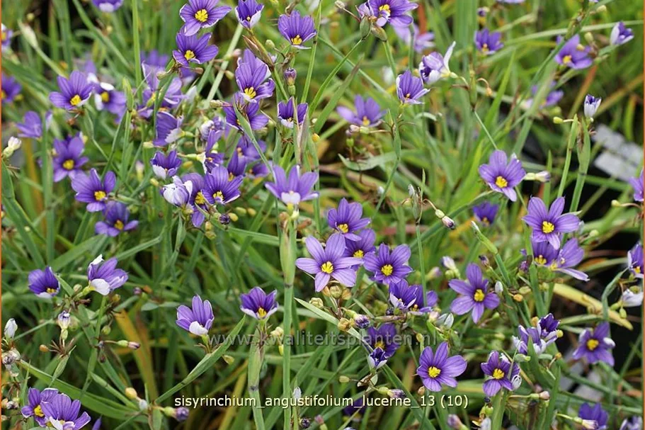 Sisyrinchium angustifolium 'Lucerne'