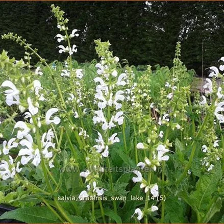 Salvia pratensis 'Swan Lake'