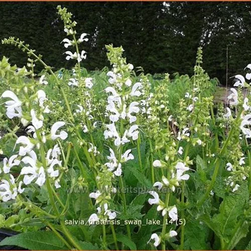 Salvia pratensis 'Swan Lake'