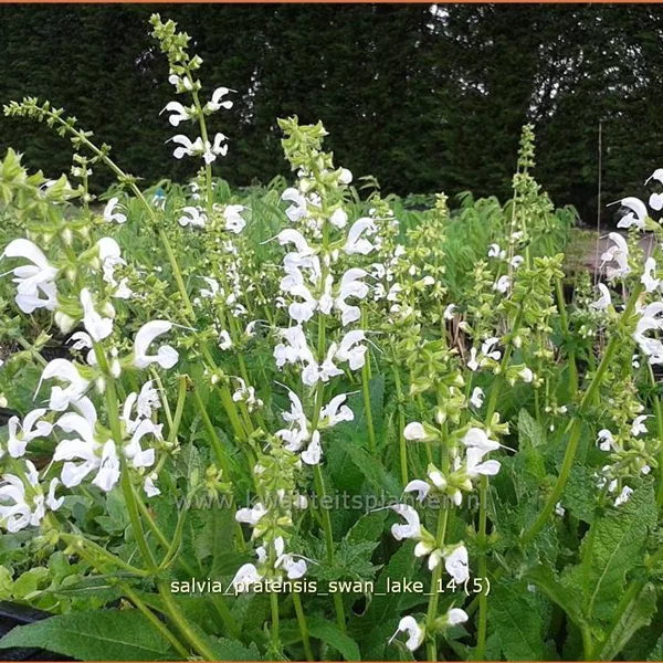 Salvia pratensis 'Swan Lake'