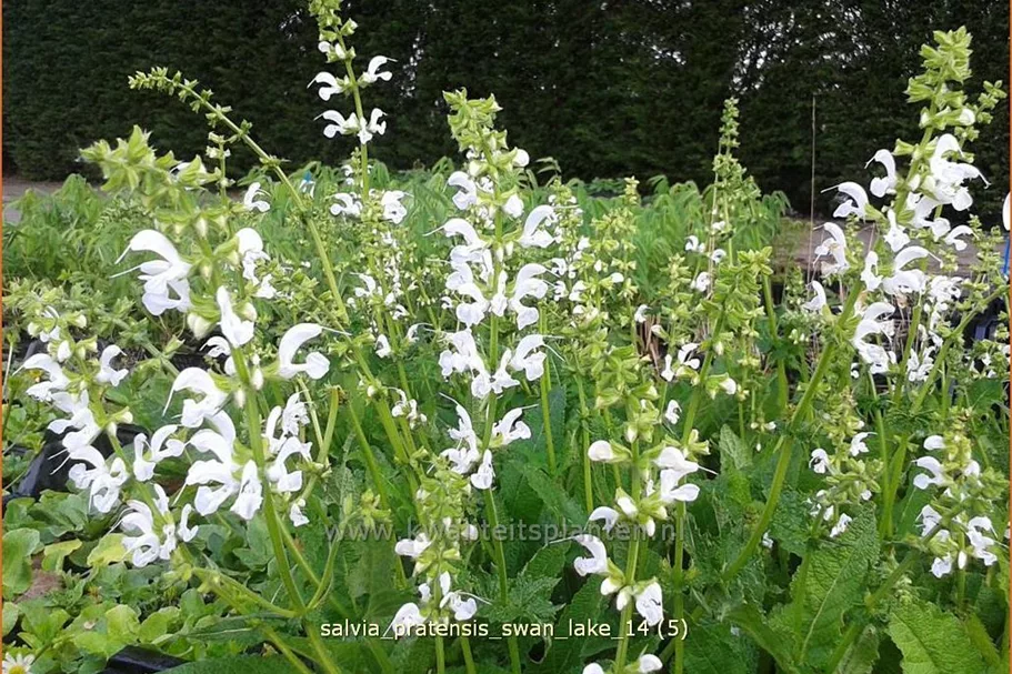 Salvia pratensis 'Swan Lake'
