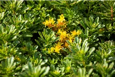 Sedum floriferum 'Weihenstephaner Gold'