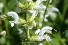Salvia pratensis 'Swan Lake'