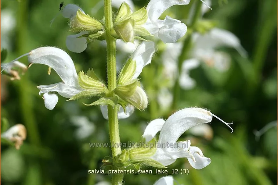 Salvia pratensis 'Swan Lake'