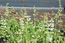 Salvia pratensis 'Swan Lake'