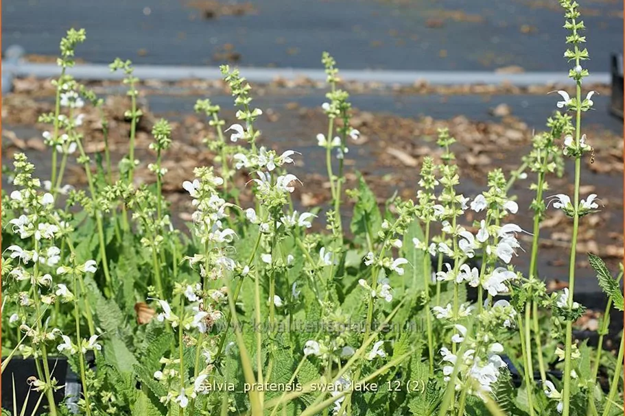 Salvia pratensis 'Swan Lake'