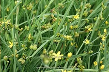 Sisyrinchium californicum