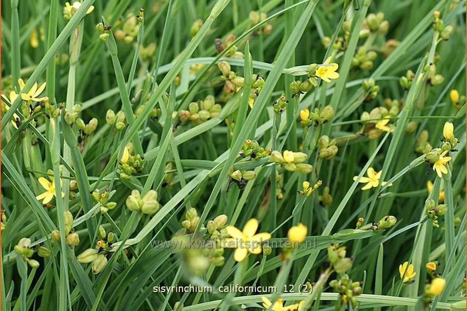 Sisyrinchium californicum