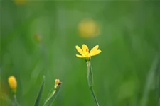 Sisyrinchium californicum
