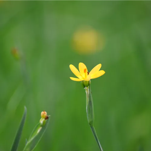 Sisyrinchium californicum