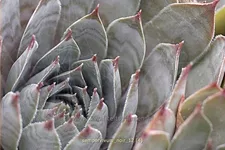 Sempervivum tectorum 'Noir'