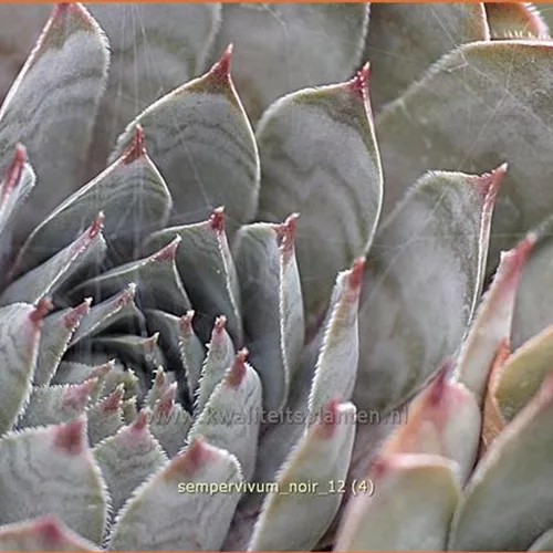 Sempervivum tectorum 'Noir'