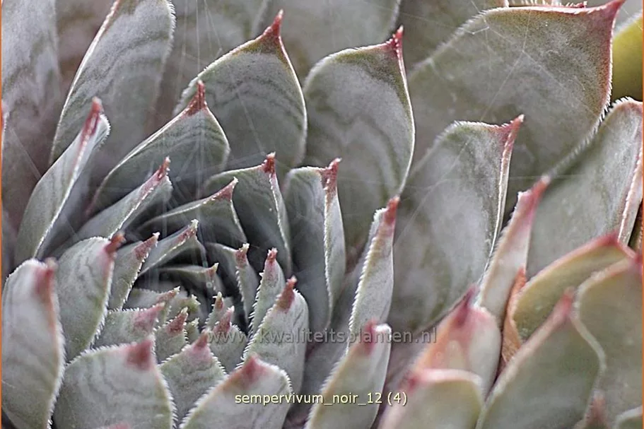 Sempervivum tectorum 'Noir'