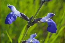 Salvia reptans 'West Texas'