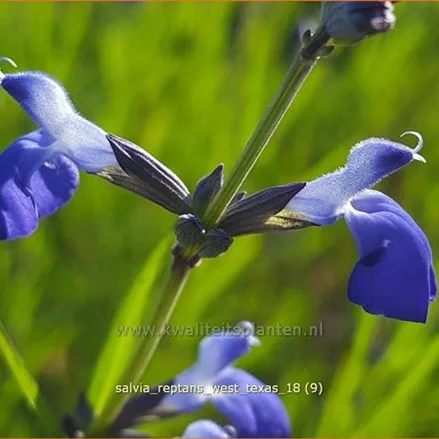 Salvia reptans 'West Texas'