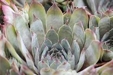 Sempervivum tectorum 'Noir'