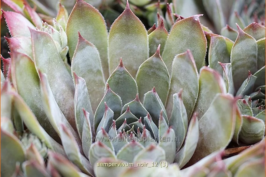 Sempervivum tectorum 'Noir'