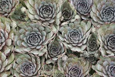 Sempervivum tectorum 'Noir'