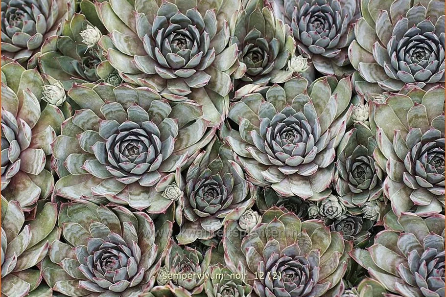 Sempervivum tectorum 'Noir'