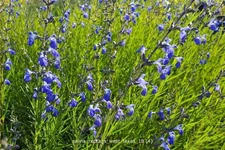 Salvia reptans 'West Texas'