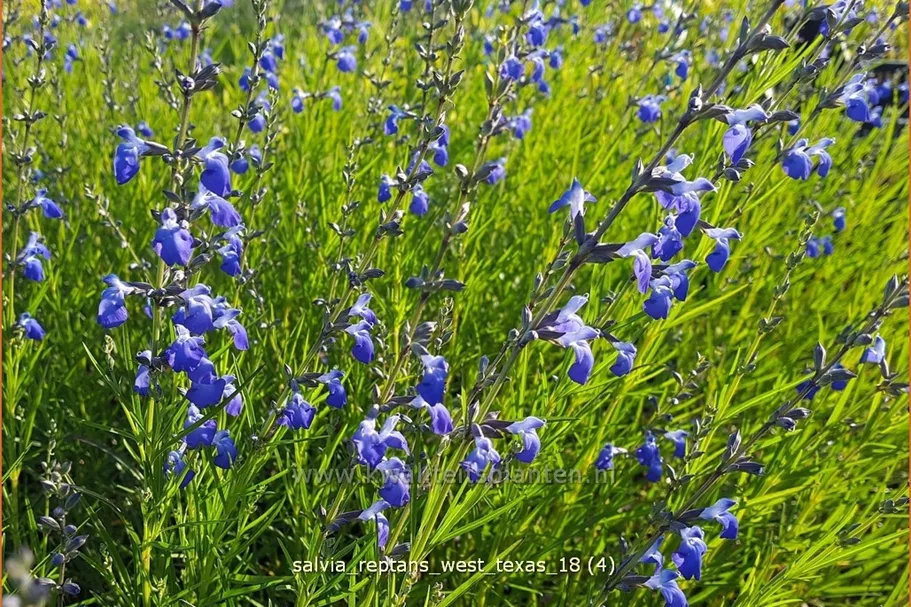 Salvia reptans 'West Texas'