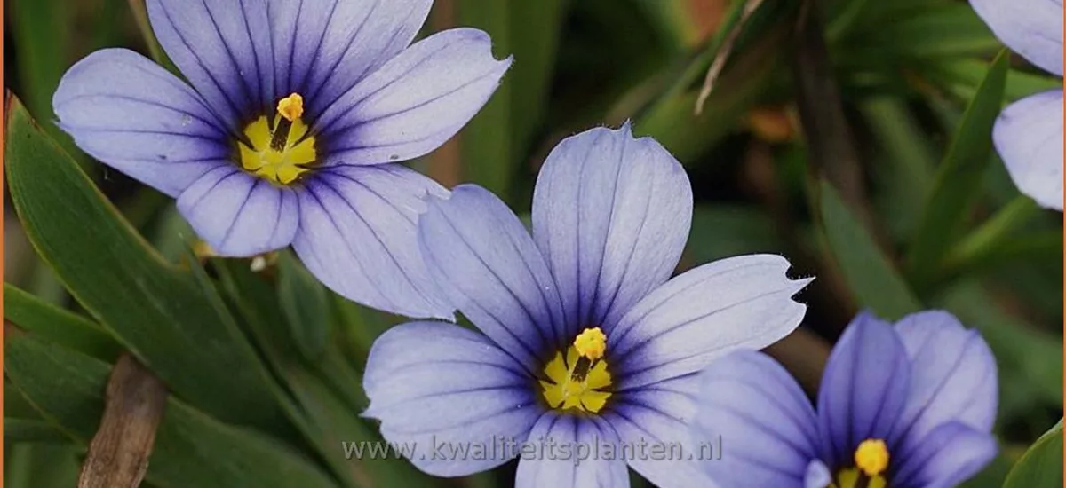 Sisyrinchium 'Devon Skies'