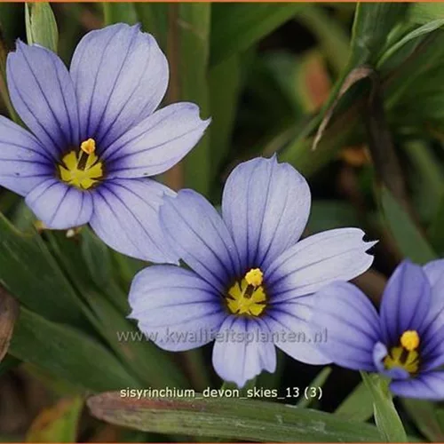 Sisyrinchium 'Devon Skies'
