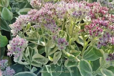 Sedum telephium 'Frosty Morn'