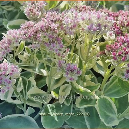Sedum telephium 'Frosty Morn'