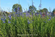 Salvia reptans 'West Texas'