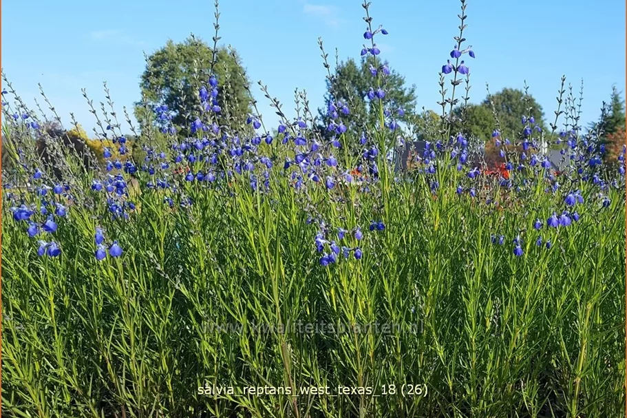 Salvia reptans 'West Texas'