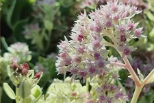 Sedum telephium 'Frosty Morn'