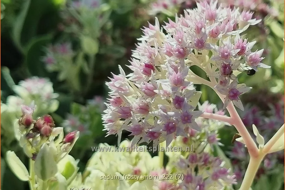 Sedum telephium 'Frosty Morn'