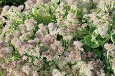 Sedum telephium 'Frosty Morn'