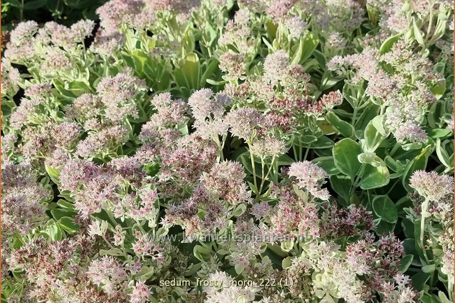 Sedum telephium 'Frosty Morn'
