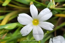 Sisyrinchium 'Iceberg'